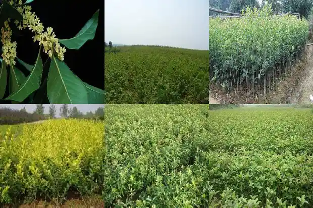 桂花树好栽吗风水好吗1684111606825
