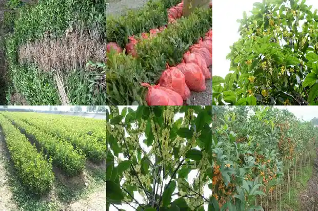 桂花树好栽吗怎么养1684111621472