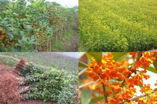 桂花树前景如何描述景色1684111638951