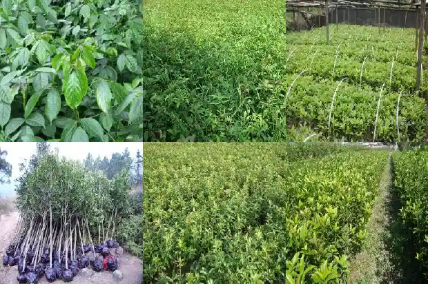 桂花树前景如何描述景色1684111638999