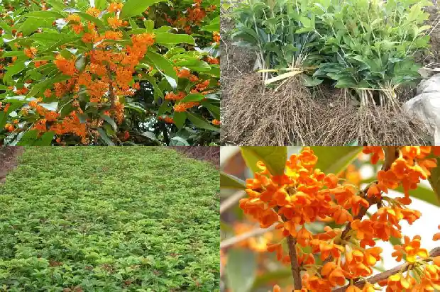 桂花树前景如何描述景色1684111639046