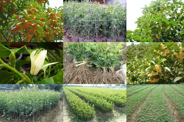 桂花树前景如何描述好1684111660478