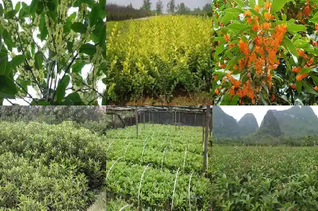 桂花树前景如何描述好1684111660526