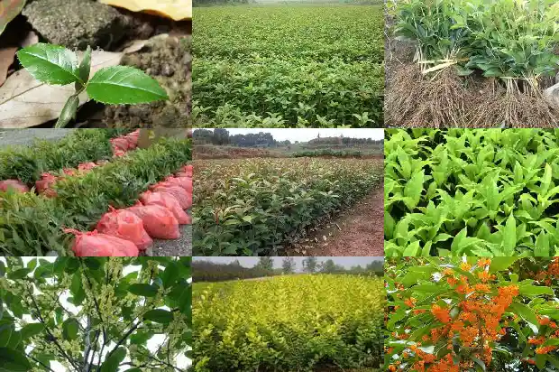 现在适合种桂花树吗北方冬天1684111701961