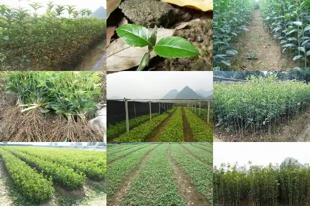 现在适合种桂花树吗北方冬天1684111702057