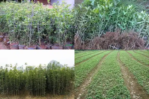 桂花树适合北方栽种吗?1684111721296