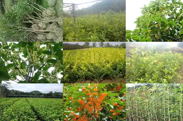 桂花树适合北方栽种吗?1684111721343