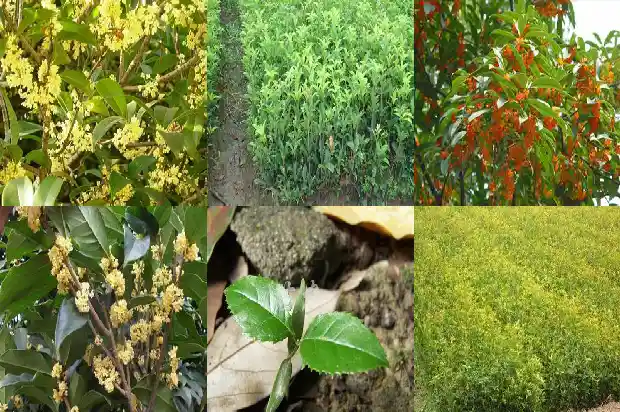 农村家里种桂花树好吗1684111738551