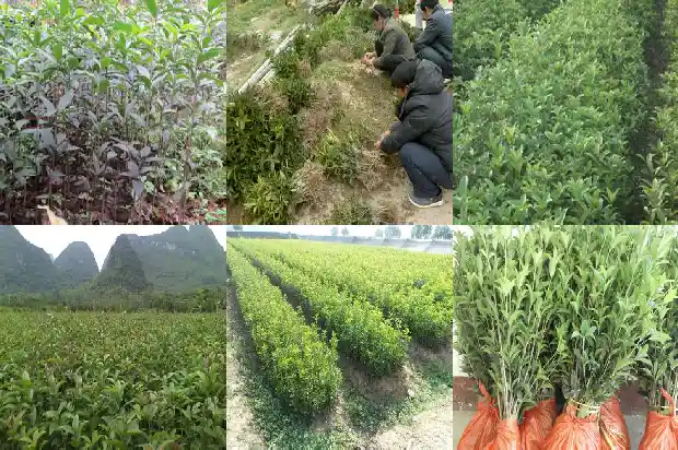农村家里种桂花树好吗1684111738599