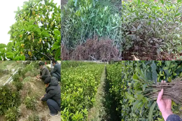 现在适合种桂花树吗南方还是北方1684111757885