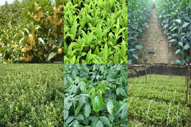 现在适合种桂花树吗南方还是北方1684111757933