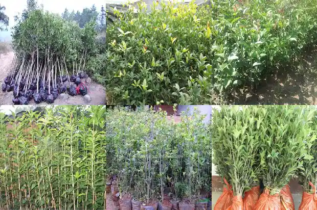 现在适合种桂花树吗南方和北方1684111779656
