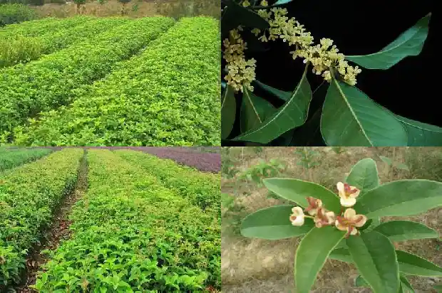 现在适合种桂花树吗南方和北方1684111779704