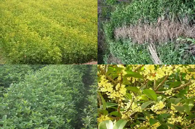 现在适合种桂花树吗南方和北方1684111779751