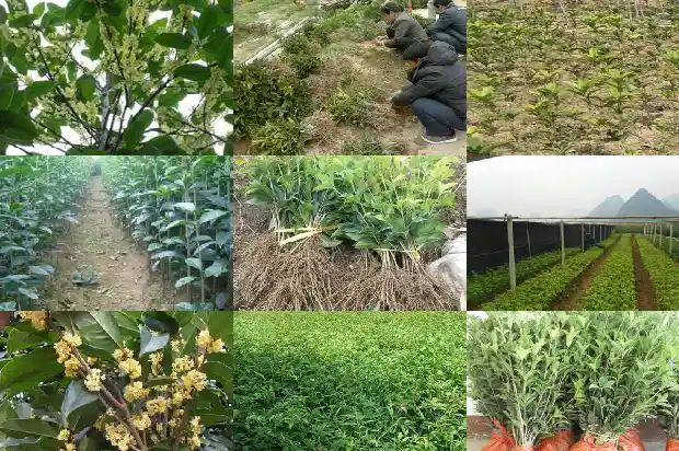 现在能种桂花树吗农村1684111820500