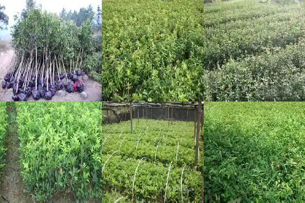 现在能种桂花树吗农村1684111820596