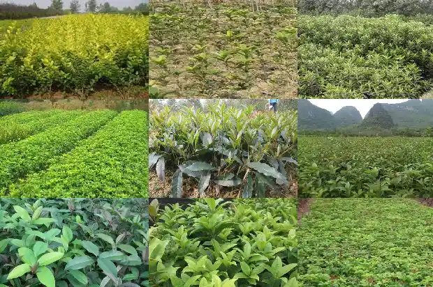 桂花茶和什么搭配1689381740473