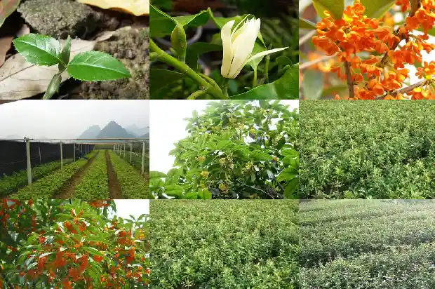 桂花一亩种植多少棵合适1684111858965