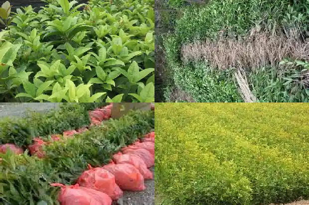 桂花一亩种植多少棵合适1684111859012