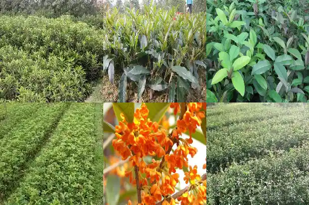 桂花树苗栽种的时候需要把树叶剪掉么1684111874227