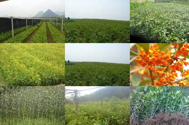 桂花树苗栽种方法1684111890868