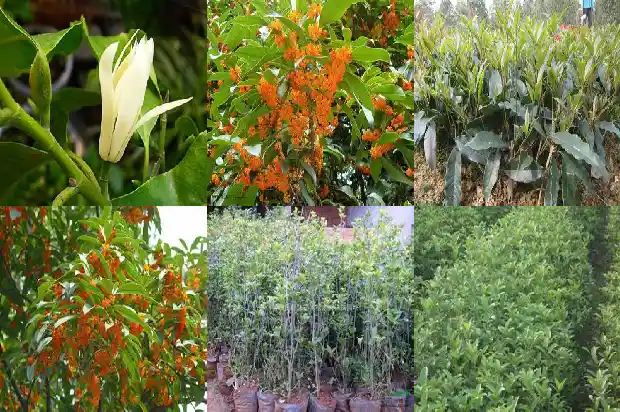 桂花树苗栽种方法1684111890916