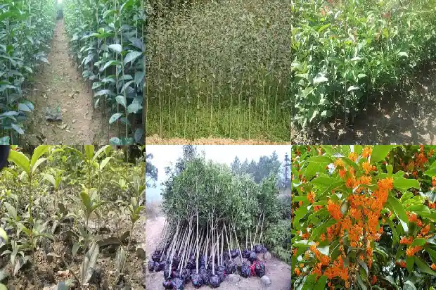 桂花树苗栽种方法1684111890964