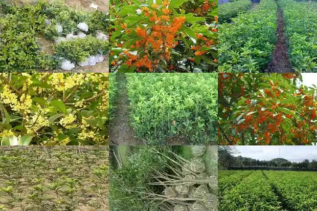 一亩地可以种植多少桂花树苗1684111912210