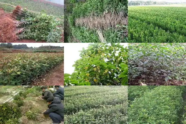 一亩地可以种植多少桂花树苗1684111912258
