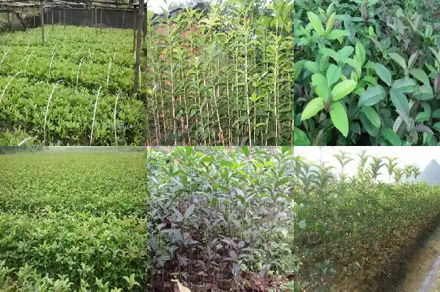一亩地可以种植多少桂花树苗1684111912305