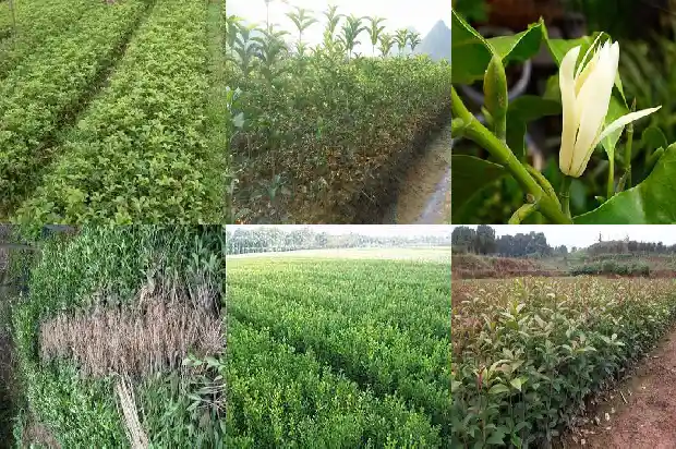 一亩地可以种植多少桂花树苗1684111912353