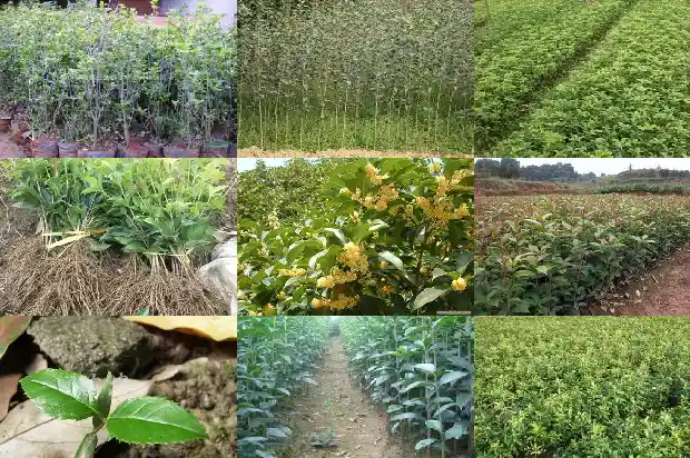 栽桂花树间距多少最好1684111929380