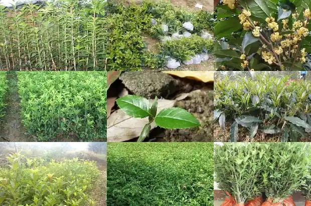 栽桂花树间距多少最好1684111929428
