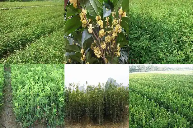 云南桂花树苗批发价格表最新1690591276884