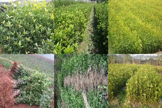 桂花树栽种间距多少为宜1684111983129