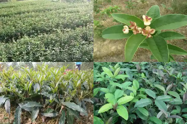 桂花做香包的功效与作用禁忌症有哪些呢1689313581760