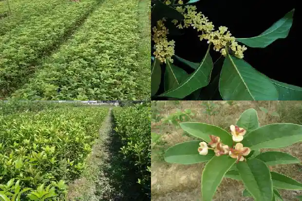 南充桂花树在什么地方卖1690591123414