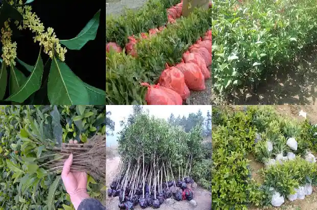 桂花每亩种多少棵苗子1684112028418