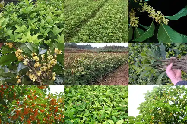 桂花每亩种多少棵好活1684112051532