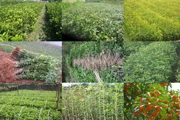 桂花每亩种多少棵好活1684112051580