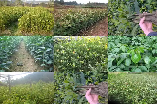 桂花每亩种多少棵好活1684112051628
