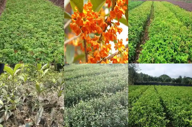 桂花每亩种多少棵好活1684112051676