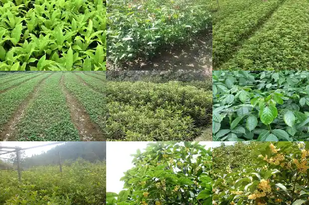桂花栽几棵好养1684112085380