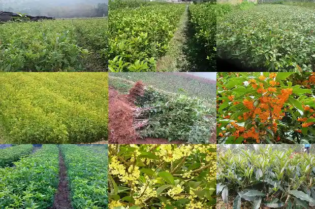 门前桂花栽几棵好1684112106422