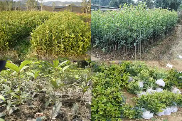 北京地区可以室外种植桂花吗冬天1690158679308
