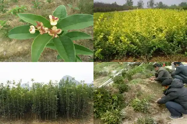 门前桂花栽几棵好1684112106518