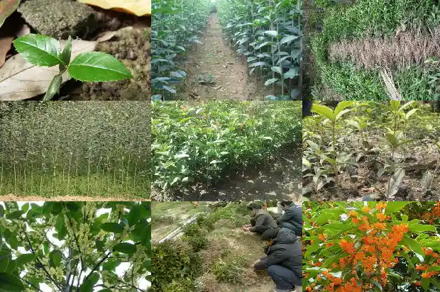 桂花的种植密度1684112123520