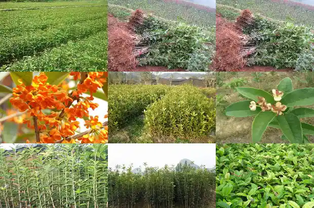 桂花的种植密度1684112123568