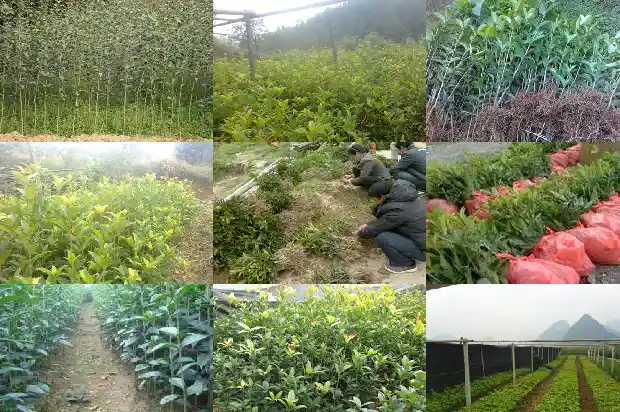 家里养桂花树几棵好1684112146757