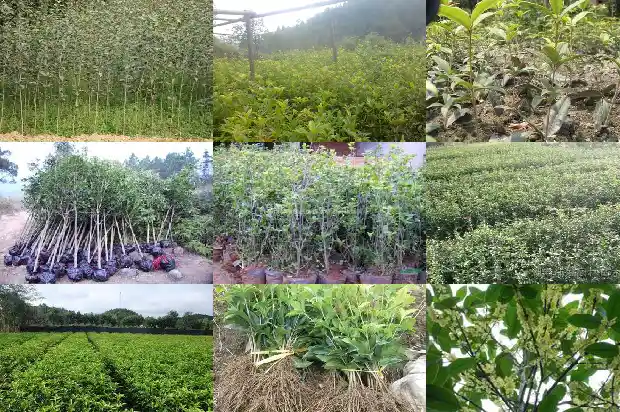 家里养桂花树几棵好1684112146852
